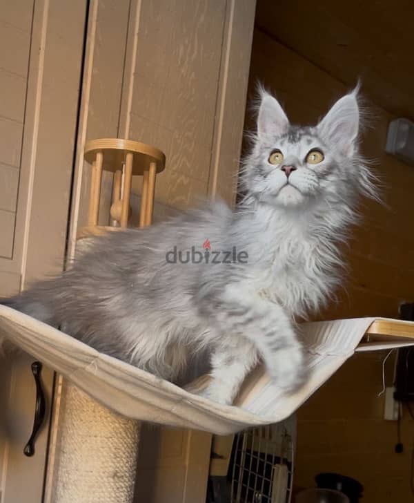 Maine coon boy line shaded from Russia 1