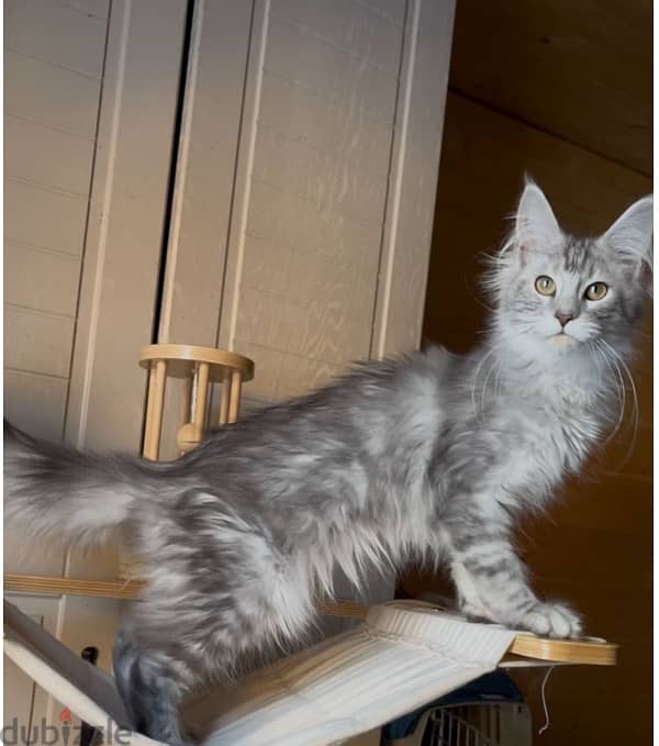 Maine coon boy line shaded from Russia 7