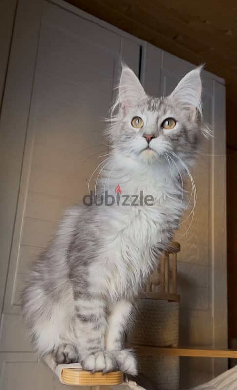 Maine coon boy line shaded from Russia 8