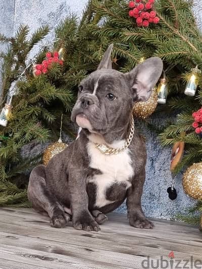 French bulldog boy from Russia