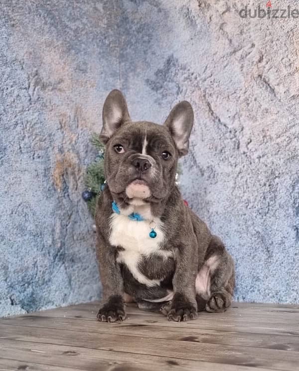 French bulldog boy from Russia 1