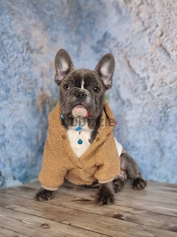 French bulldog boy from Russia 2