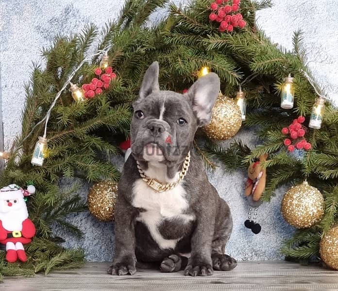 French bulldog boy from Russia 3