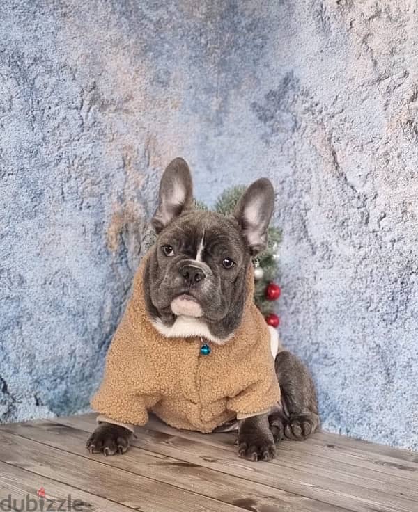 French bulldog boy from Russia 4