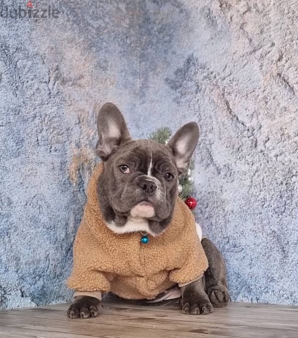 French bulldog boy from Russia 5