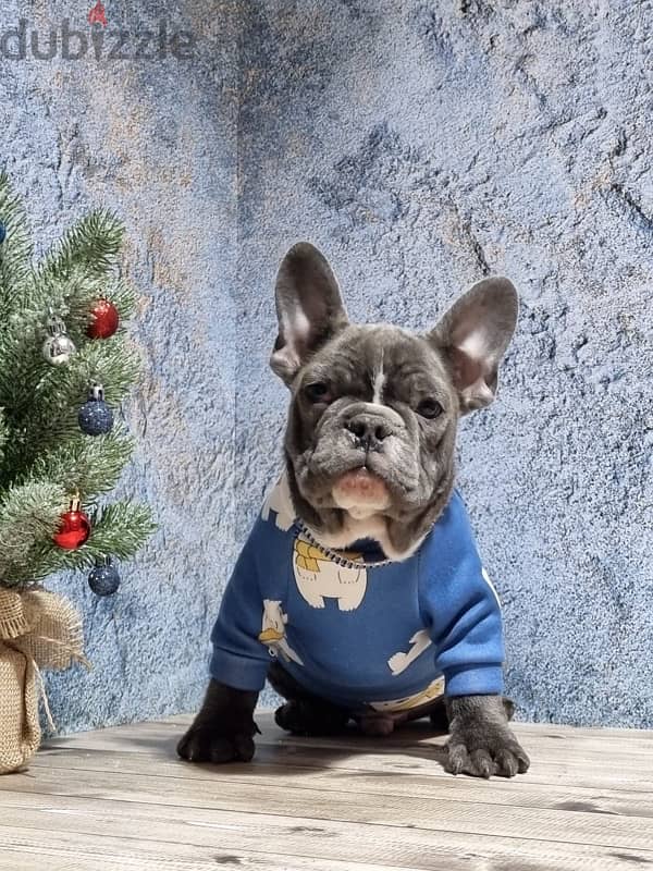 French bulldog boy from Russia 6