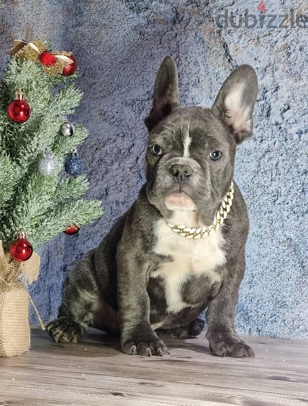 French bulldog boy from Russia 7