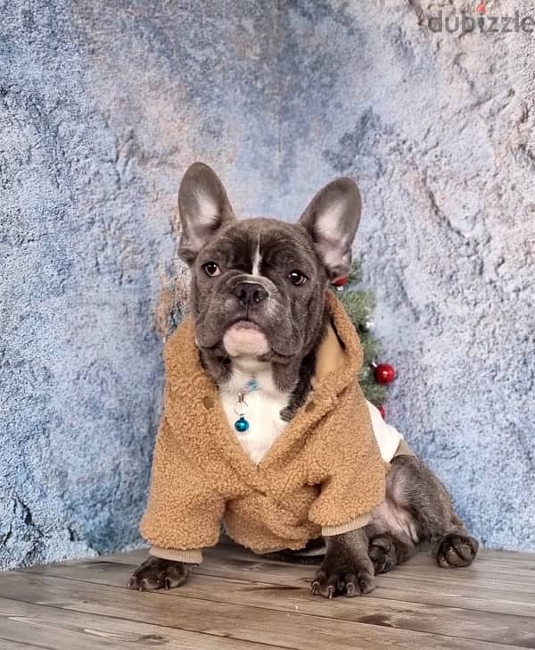 French bulldog boy from Russia 8