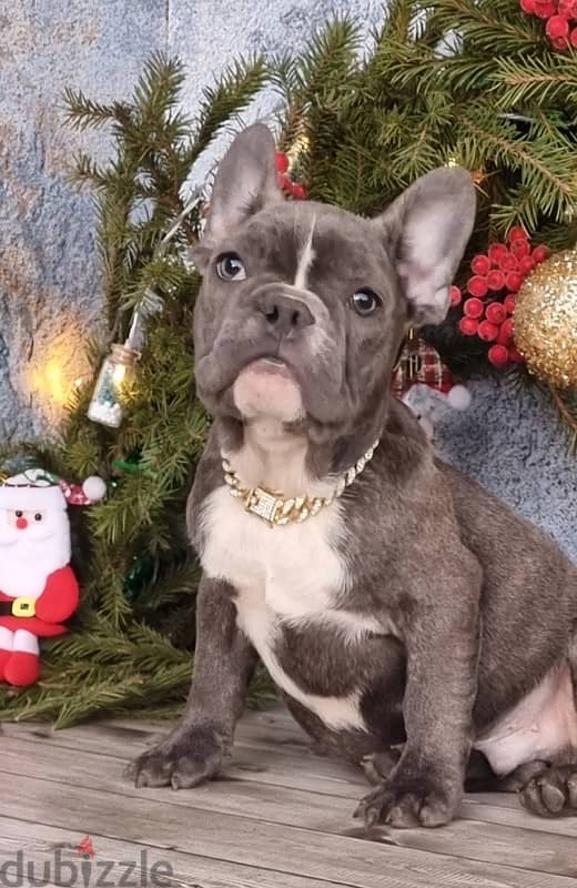 French bulldog boy from Russia 9