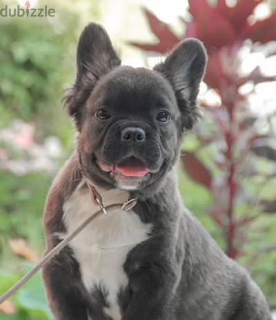 French bulldog fluffy boy from Russia