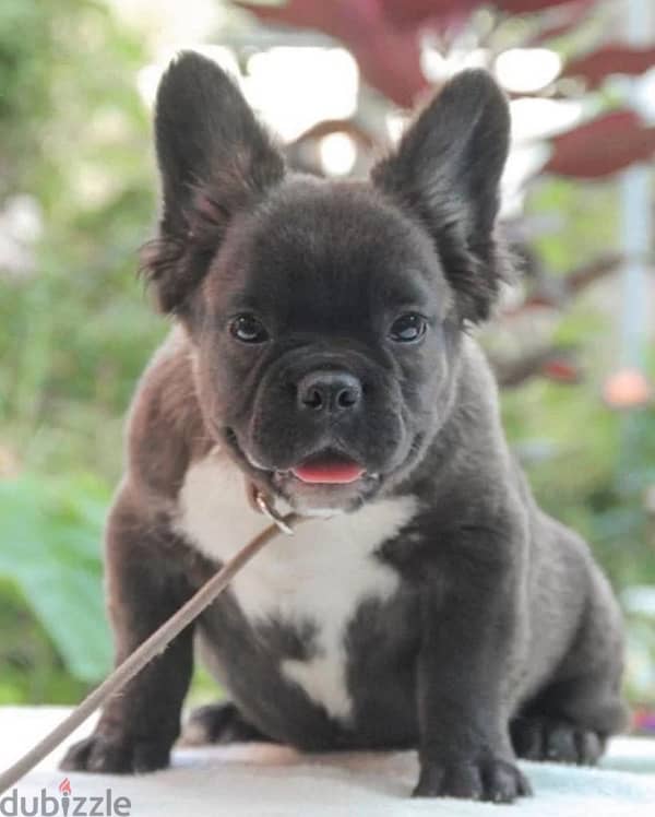 French bulldog fluffy boy from Russia 1