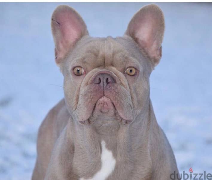 French bulldog fluffy boy from Russia 2