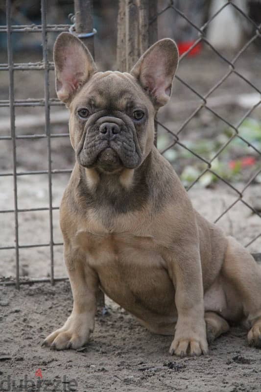 French bulldog fluffy boy from Russia 3