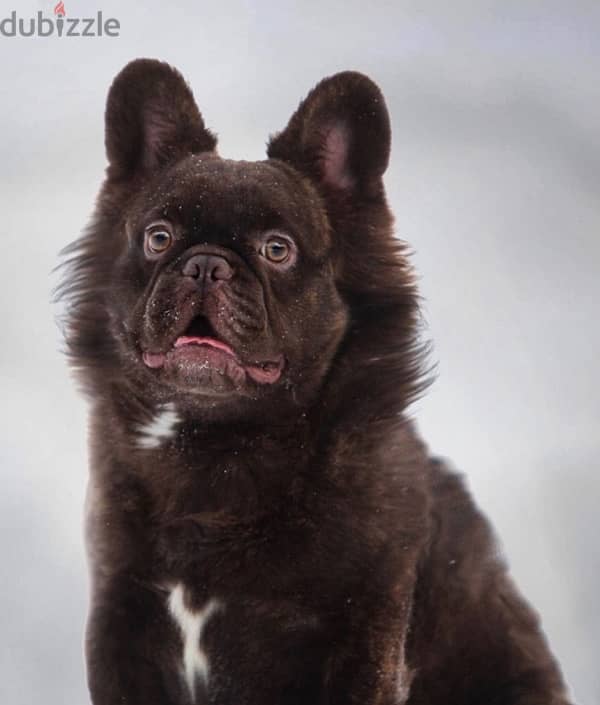 French bulldog fluffy boy from Russia 4