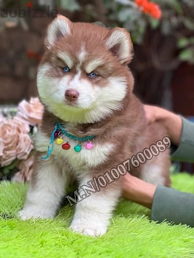 جراوي هاسكي والاسكا ماليموت لونج هير husky pure