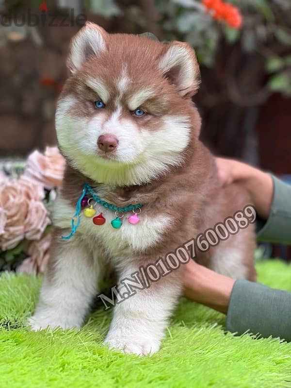 جراوي هاسكي والاسكا ماليموت لونج هير husky pure 0