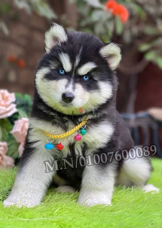 جراوي هاسكي والاسكا ماليموت لونج هير husky pure 9