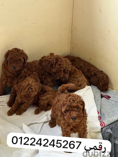 toy poodle