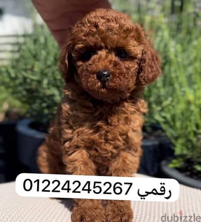 toy. poodle. 45days