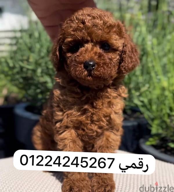 toy. poodle. 45days 0