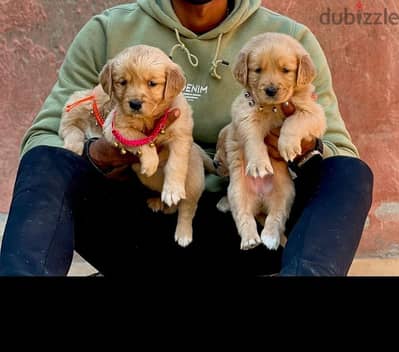 جراوى جولدن ريتريفر للبيع Golden Retriever Puppies for Sale