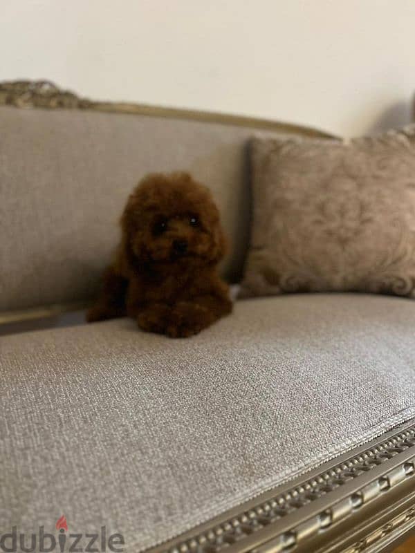 جراوي توي بودل للبيع - متوفر الآن في القاهرة  Toy Poodle 0