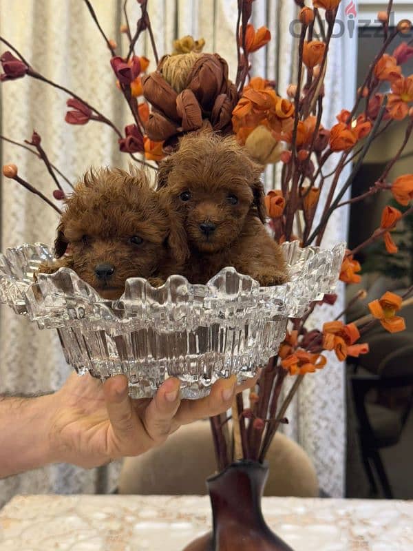 جراوي توي بودل للبيع - متوفر الآن في القاهرة  Toy Poodle 2