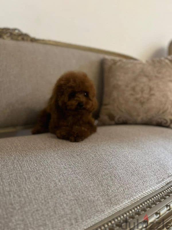 جراوي توي بودل للبيع - متوفر الآن في القاهرة  Toy Poodle 4