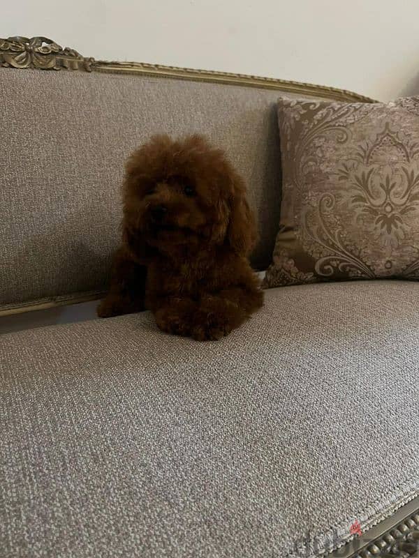 جراوي توي بودل للبيع - متوفر الآن في القاهرة  Toy Poodle 6