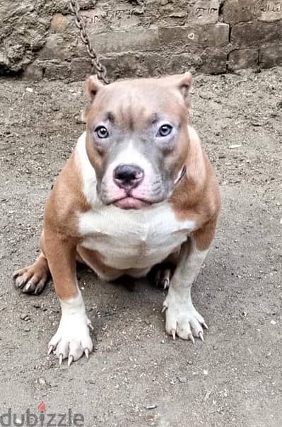 american bully puppies