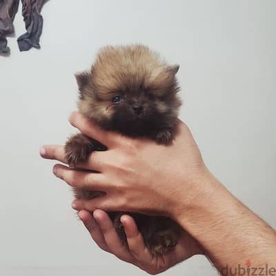 the best smallest orange pomeranian بومرانيان