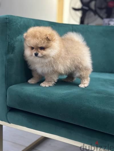 Pomeranian