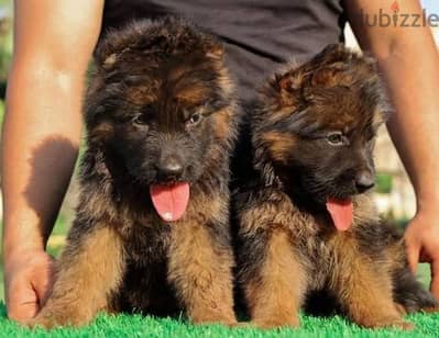 جراوي جراوي جيرمن شيبرد شولاين  german shepherd puppy showline