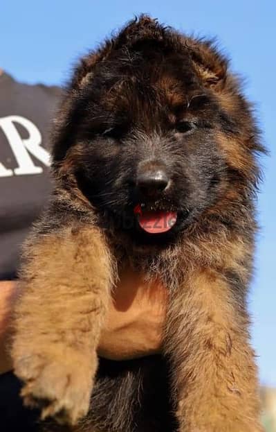 جراوي جراوي جيرمن شيبرد شولاين  german shepherd puppy showline