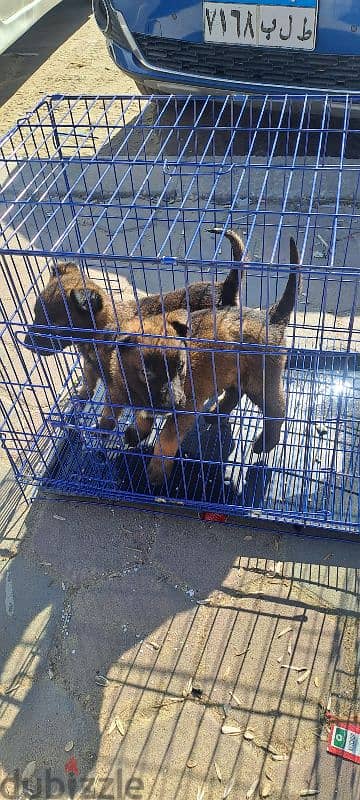 Pure Belgian malinois puppies