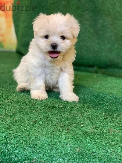 Maltese baby boy dog for sale