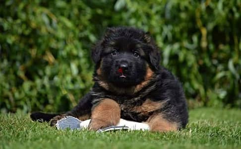 Male German shepherd puppies Female جراوي جيرمن شيبرد ذكر ولد بنت انثي