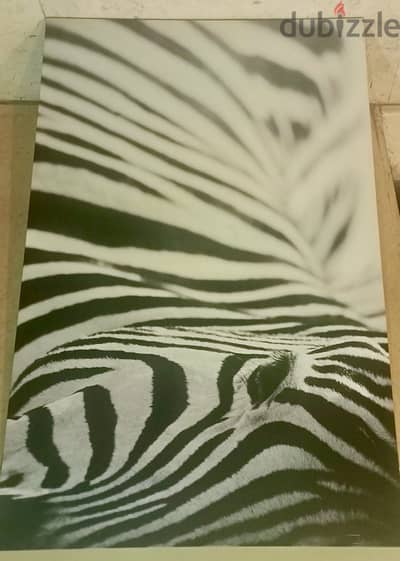 Zebra Image Large Canvas