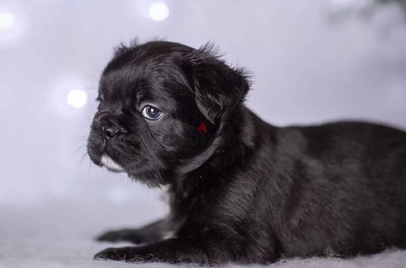 French bulldog fluffy boy from Russia 2