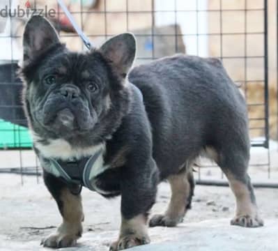 French bulldog fluffy boy from Russia