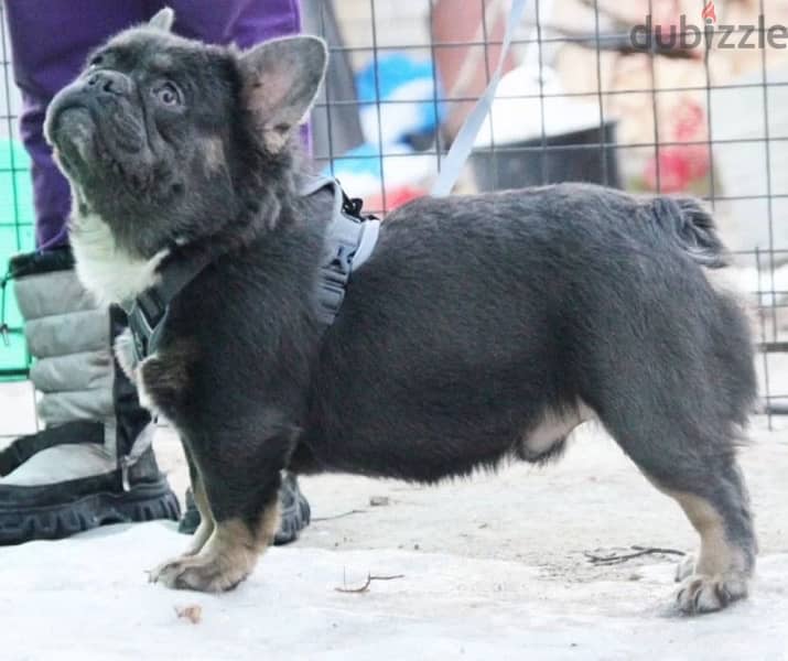 French bulldog fluffy boy from Russia 1