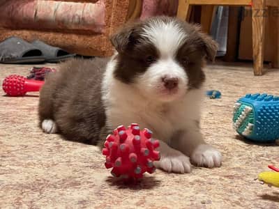 Border collie puppy boy from Russia