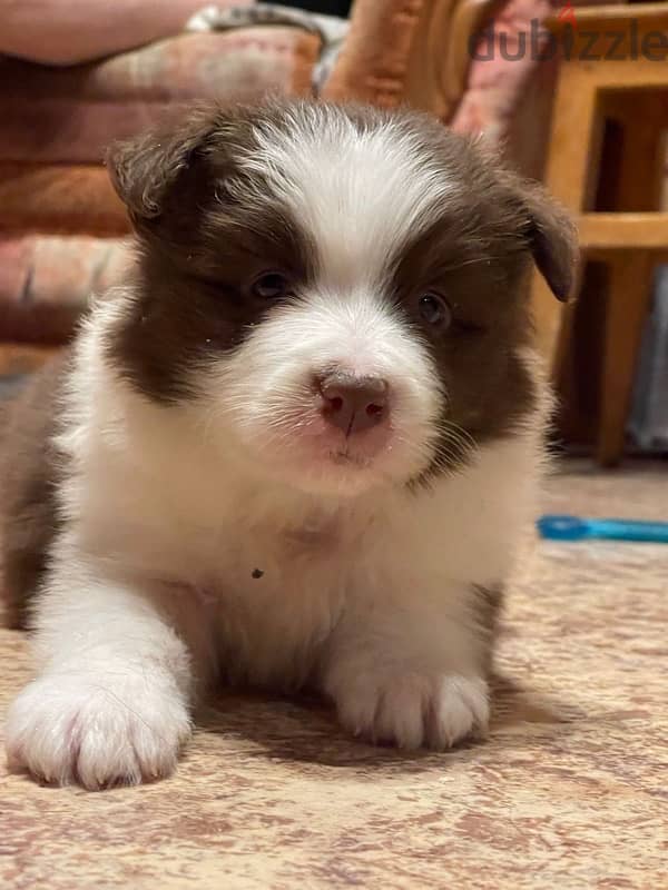 Border collie puppy boy from Russia 1