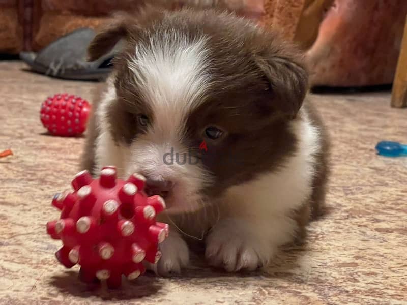 Border collie puppy boy from Russia 2