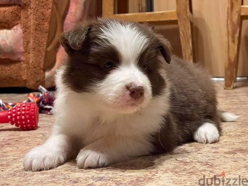 Border collie puppy boy from Russia 3