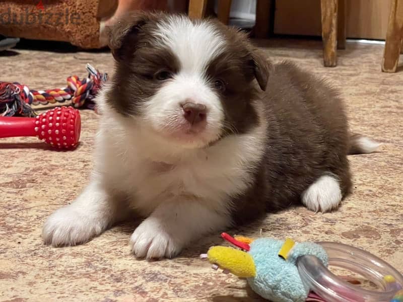 Border collie puppy boy from Russia 4