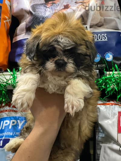 shih tzu puppies males 40 days  (جراء شيتزو ذكور ٤٠ يوم )