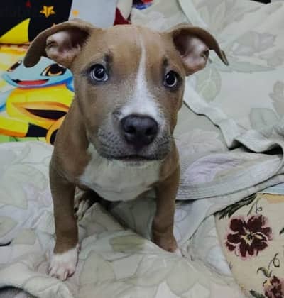 american pitbull dog for sale