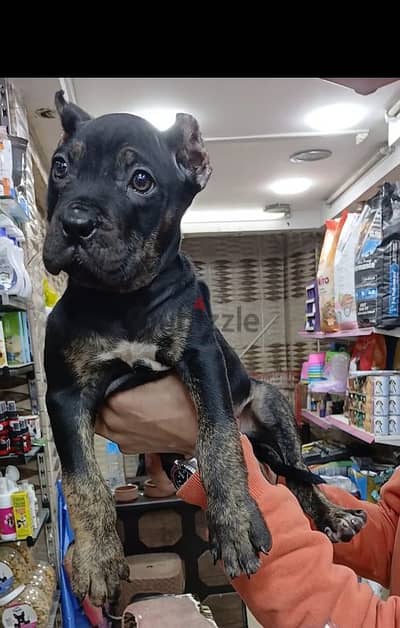 Presa Canario female 2month