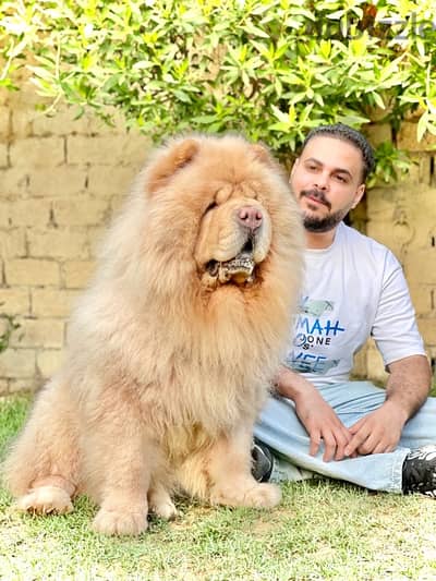 تشاو تشاو chow chow